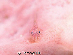 this photo was shot in 2006 summer end, Long Dong Bay in ... by Tommy Liu 